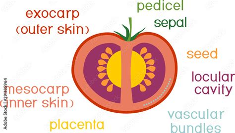 Parts of plant. Morphology and anatomy of tomato ripe red fruit. Tomato ...