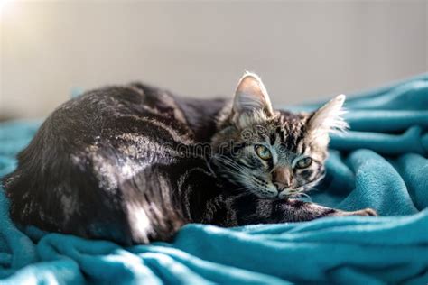 Domestic Cat Resting On Blanket At Home With Cute Look Stock Image