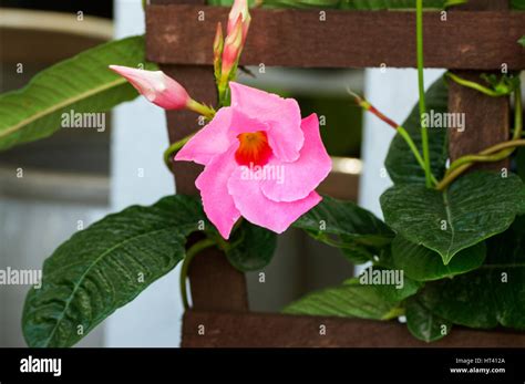 Mandevilla Trellis Hi Res Stock Photography And Images Alamy