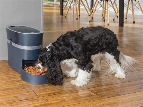 Los mejores comederos automáticos para perros para una hora de comida