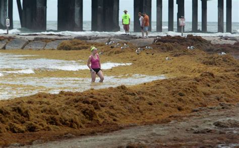 Seaweed Not Taking Holiday But Galveston Visitors Don T Care