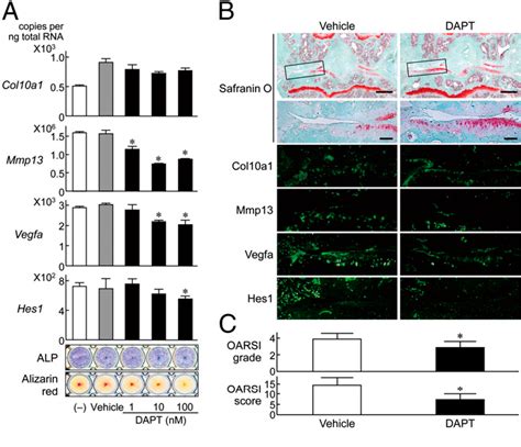 Figure From Notch Signaling In Chondrocytes Modulates Endochondral