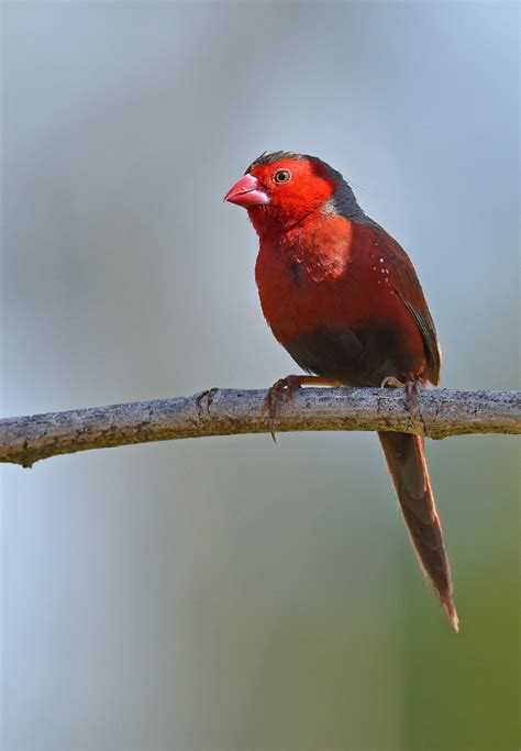 8 Wildlife Photography Tips for Your Garden