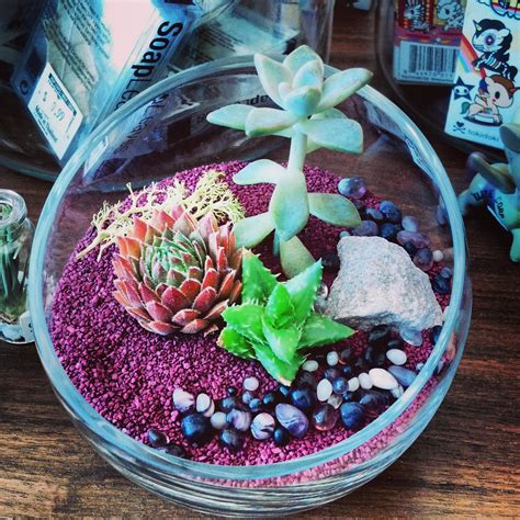 Cactus Jungle - San Francisco Bay Area - New Succulent Terrariums