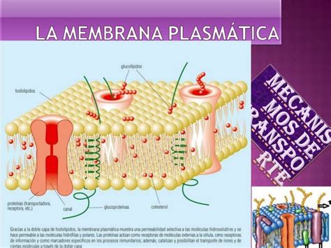 La Membrana Plasmática Biologia