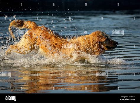 Running Golden Retriever Stock Photo Alamy