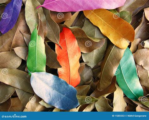 Leaf Colors stock illustration. Illustration of colors - 1585553