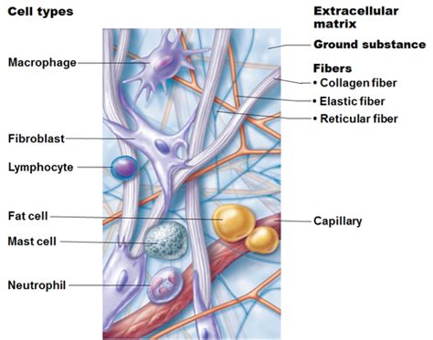 Connective Tissue Flashcards Quizlet