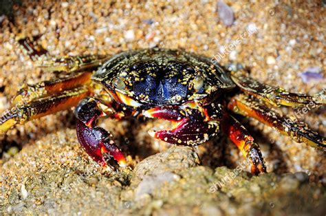 Spider Crab Neosarmatium Meinerti On Rock Editorial Stock Photo Stock