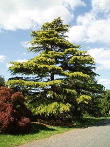 Cedrus Deodara Aurea Golden Himalayan Cedar Conifer Trinomial