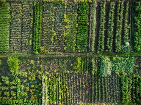 Green Vegetable Garden, Aerial View Stock Image - Image of looking ...