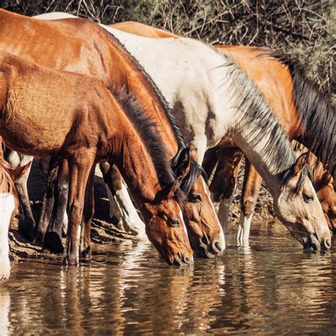 Little-known beach has wild horses swimming offshore - just minutes from a popular city center ...