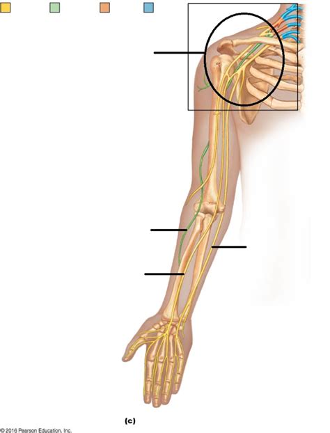 Nerves On The Arm Diagram Quizlet