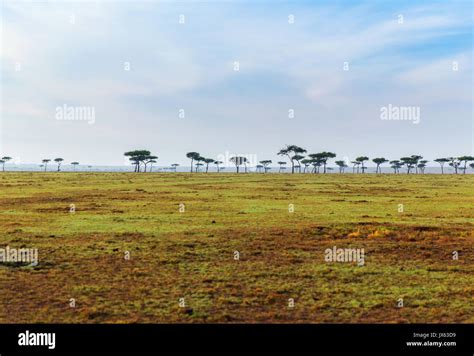 acacia trees in savannah at africa Stock Photo - Alamy