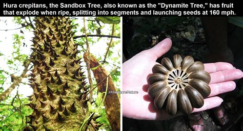 The Sandbox Tree is poisonous, covered in spikes, and grows explosive fruit.` : natureismetal in ...