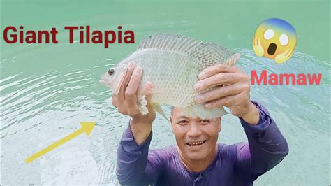 Mamaw Na Tilapia Pag Lalamambat Sa Malawak Na Ilog Kasama Ang Team