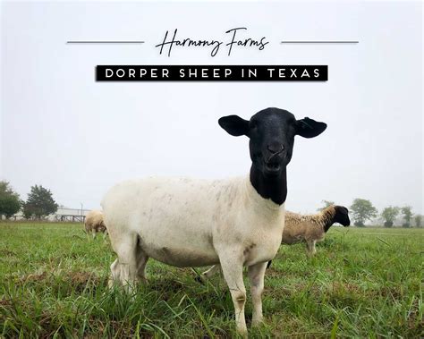 Raising Dorper Sheep in Texas The Shepherdess