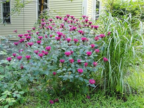 Growing Bergamot How To Grow Bee Balm Balcony Garden Web