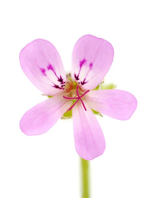 Flor De Geranio Rosa Aislada En Grava Pelargonium De Fondo Blanco