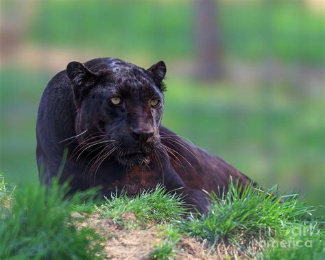 The Panther Stare Photograph By Susan Cook Pixels