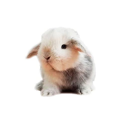 Conejos Enanos Mini Lop Venta De Conejos Enanos De Raza Mini Lop Mini