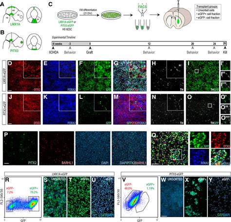 In Vitro Differentiation And Purification Of Vm Progenitors Precursors