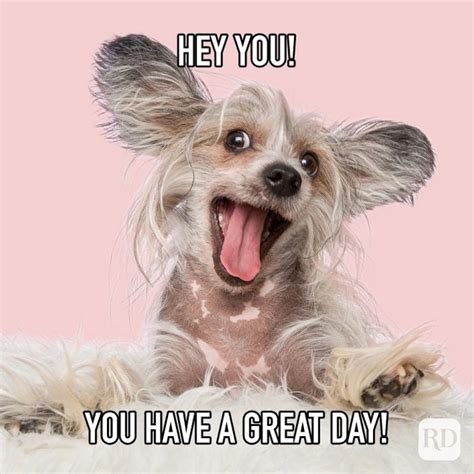 40 Best Have A Great Day Memes Readers Digest