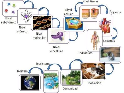 P7 Biología Curso 16 17 Niveles De Organización