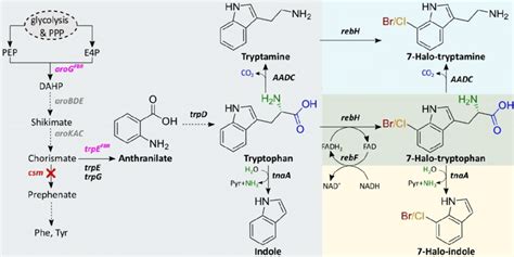 Scheme Scheme Of The Biosynthesis Of Halogenated Indoles And