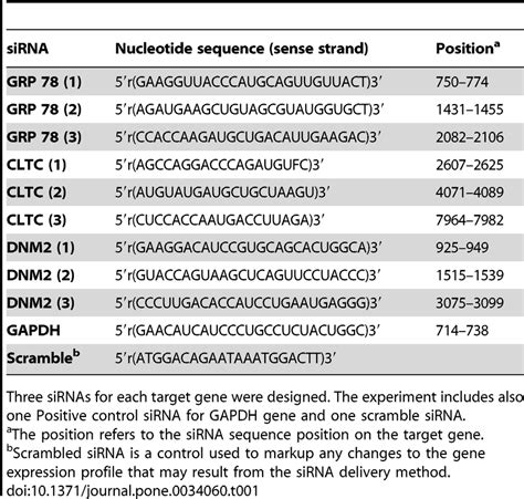 Sequences Of Sirna Oligonucleotide Template Download Table