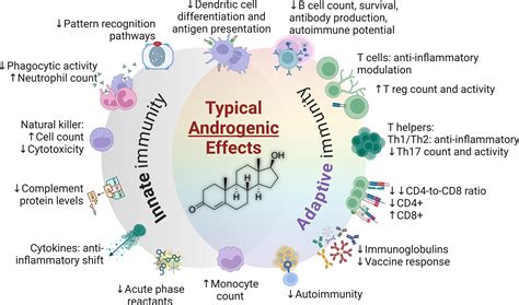Frontiers Immune Dynamics Throughout Life In Relation To Sex Hormones And Perspectives Gained
