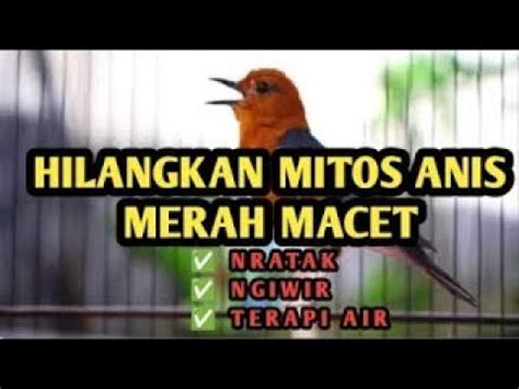 Pancingan Khusus Anis Merah Macet Bandel Dan Bisu Lama Sangat Cepat