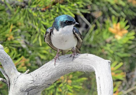 Tree Swallow Tachycineta Bicolor Natureworks