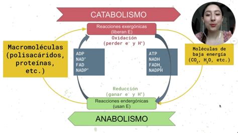 Catabolismo O Que E Para Que Serve E Anabolismo Entenda Tudo Aqui