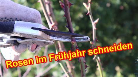 Rosen Im Fr Hjahr Nach Dem Winter Schneiden Rosen Richtig