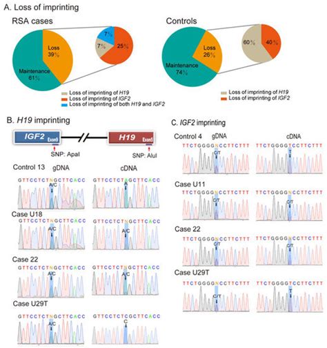 Cells Free Full Text Intrachromosomal Looping And Histone K27