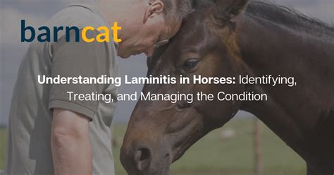 Understanding Laminitis In Horses Identifying Treating And Managing