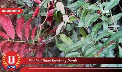 Ketahui 6 Manfaat Daun Sambang Darah Yang Jarang Diketahui