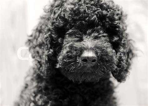 Black baby Poodle | Stock image | Colourbox