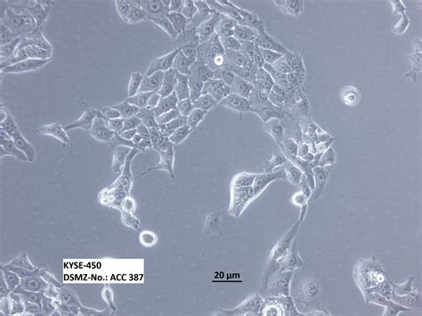 Kyse 450细胞 Kyse450食管癌株购买价格、培养基、培养条件、细胞图片、特征等基本信息生物风