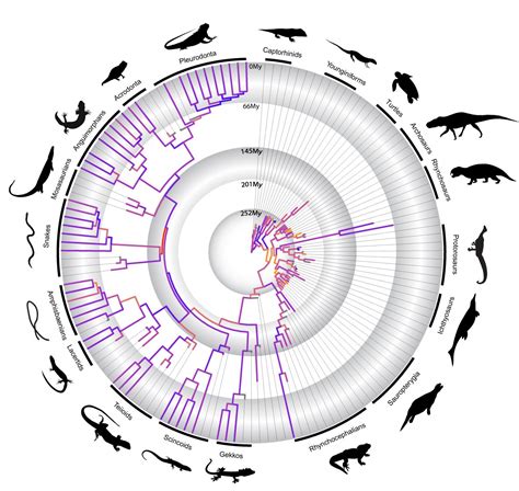 How Adaptive Radiation Shaped Reptile Evolution | Science 2.0