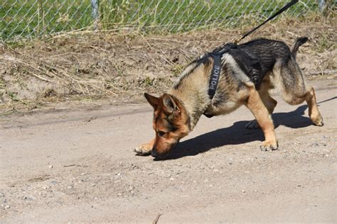 The prince albert death mystery that historians still study 24