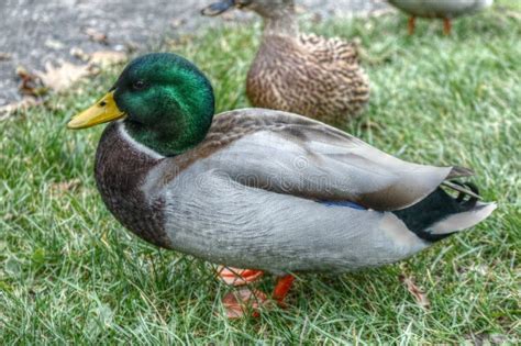 Green Head Duck Stock Images - Download 10,892 Royalty Free Photos