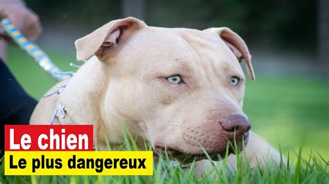 Le Chien Le Plus Dangereux Du Monde Le Pitbull Youtube