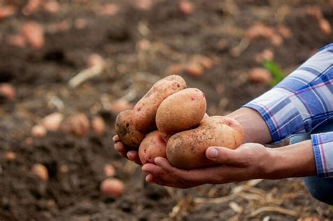 Premium Photo Shovel And Potatoes In The Garden The Farmer Holds