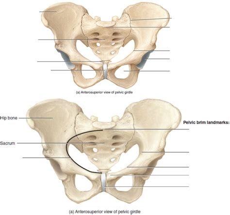 Diagram Of Hlsc 120 Chp 8 Anterosuperior View Of Pelvic Girdle