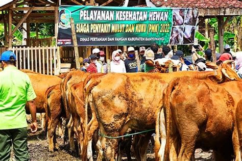 Pastikan Hewan Kurban Bebas PMK Pemkab Banyuwangi Akan Keluarka