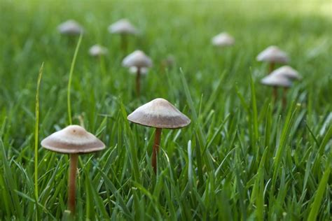 Mushrooms In The Lawn Causes And Countermeasures Plantura