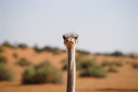 African Ostrich Bird - Free photo on Pixabay - Pixabay