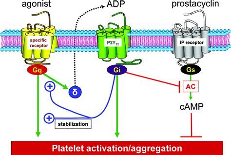 New P2Y12 Inhibitors Circulation